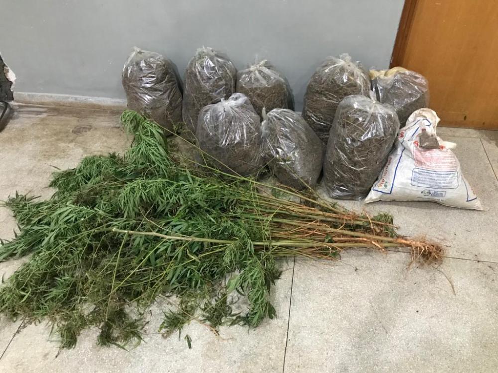 Polícia prende homem que cultivava 110 pés de maconha em Jaraguá