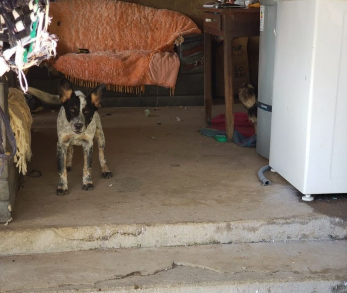 A Polícia Militar (PM) encontrou, no último sábado (9), um cachorro mantido em condições de tortura e agressão em Ipameri. (Foto: divulgação/PM)