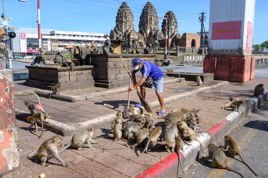 Cidade da Tailândia é invadida por macacos