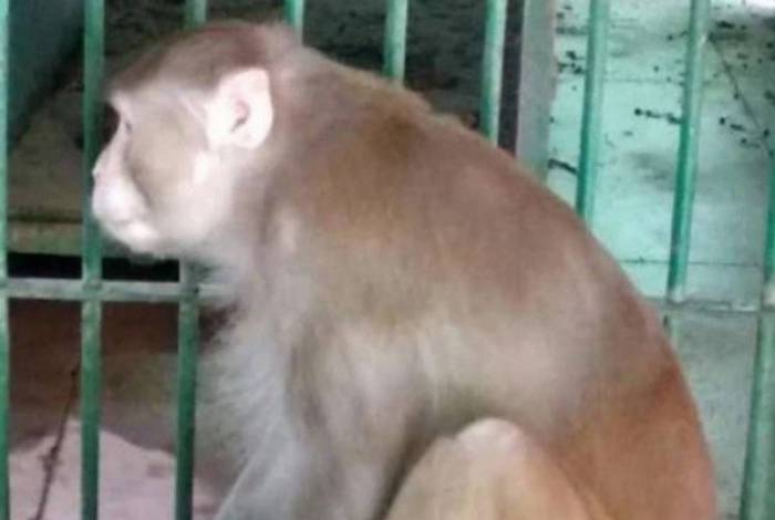 Alcoólatra, macaco mata uma pessoa e deixa 250 feridas por abstinência