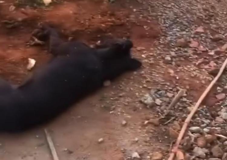 Cachorro é morto com dois tiros na testa em Anápolis