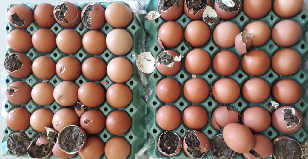 Jovem tenta entregar droga escondida em ovos para primo preso-mineiro-quinta-feira