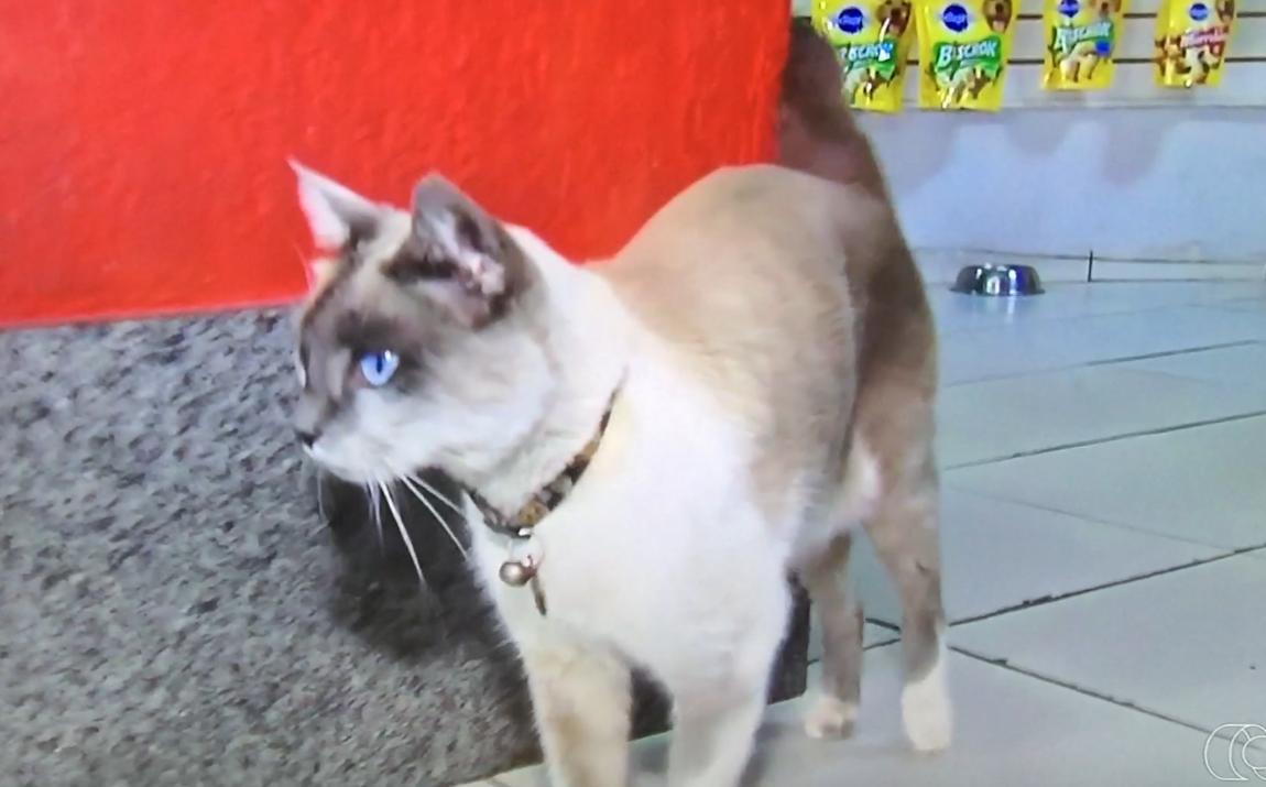 Gato gaspar que desapareceu em Goiânia é encontrado no interior do Mato Grosso
