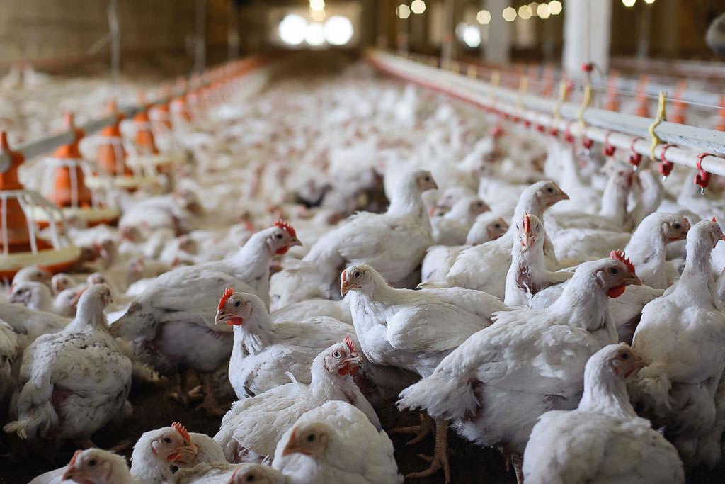 Enel-denis-indenizará granjeiro por morte de 19 mil frangos após interrupção de energia