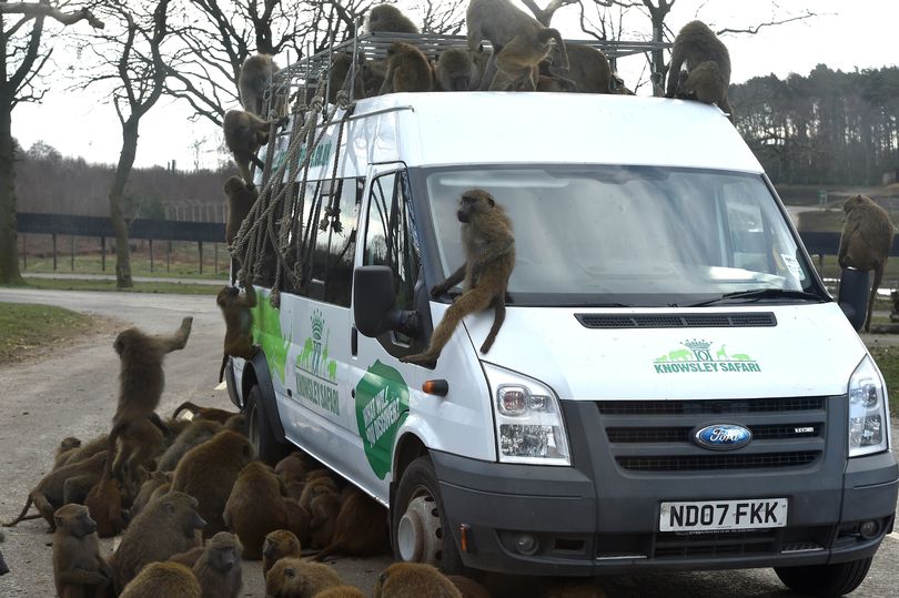 Macacos armados com facas atacam turistas durante safari