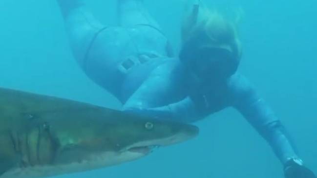 anika craney tubarão Após ser atacada no mar, mulher grita: 'Eu ainda amo tubarões'; assista o vídeo