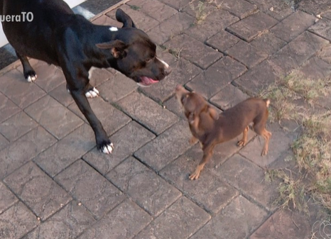 Pitbull Kiara e o pinscher Thor: um casal improvável (Foto: Reprodução)