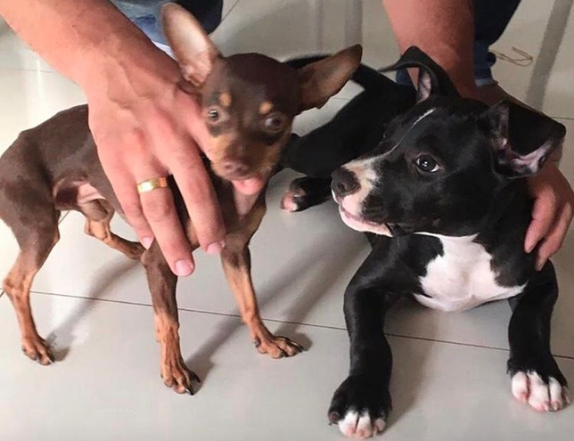 Pinscher Thor e pitbull Kiara: gravidez malsucedida (Foto: Divulgação)