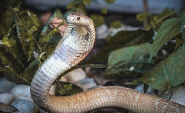 Ministério Público do Distrito Federal e Territórios (MPDFT) denunciou quatro pessoas por envolvimento em um esquema de criação ilegal e tráfico de cobras exóticas (Foto: Divulgação/Zoológico DF)