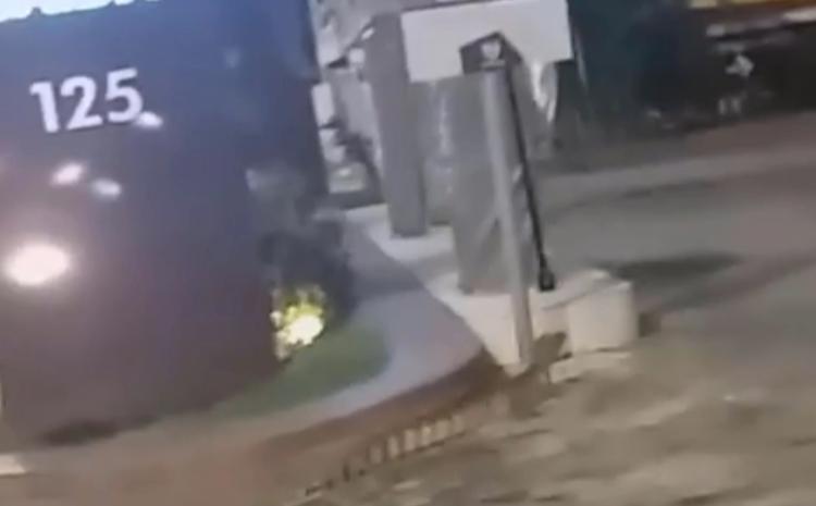Polícia resgata jacaré que estava em uma calçada em João Pessoa; vídeo-animal-