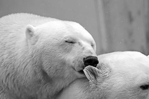 Ursos polares podem ser extintos até 2100, segundo pesquisa (Foto: Pixabay)