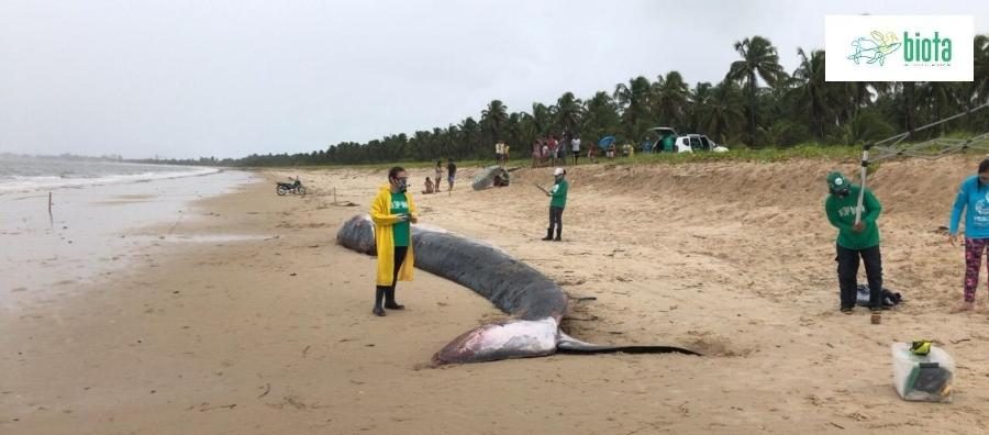 A baleia da espécie Fin que foi devolvida ao mar após 26 horas encalhada reapareceu morta em uma praia de Maceió. Foto: divulgação