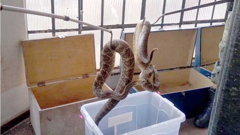Mais de 150 cobras são recolhidas em casa no Paraná
