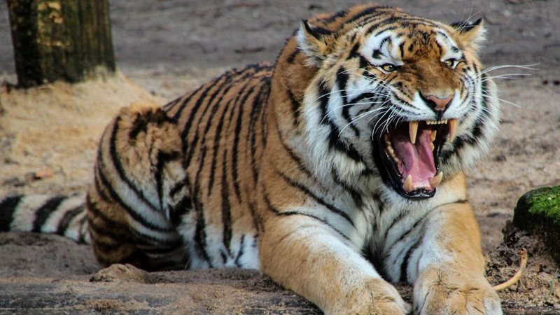 ataque Tigre mata cuidadora na frente de visitantes em zoológico de Zurique