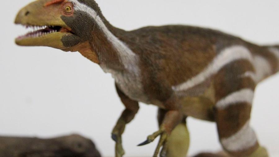 Pesquisadores da Universidade Federal de Pernambuco apresentaram hoje um fóssil de dinossauro da espécie Aratasaurus, no Ceará. (Foto: divulgação/Museu Nacional)