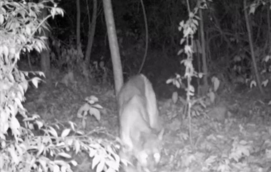 Advogado se assustou com barulho, achando que uma pessoa se aproximava da casa. No entanto, tratavam-se de onças-pardas (Foto: Leitor/Mais Goiás)