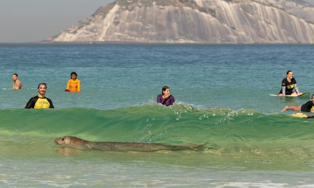Um elefante-marinho foi flagrado, na manhã desta segunda-feira (13), na Praia do Arpoador, no Rio de Janeiro. (Foto: reprodução/Instagram)