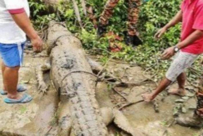 Moradores encontram restos de jovem na barriga de crocodilo