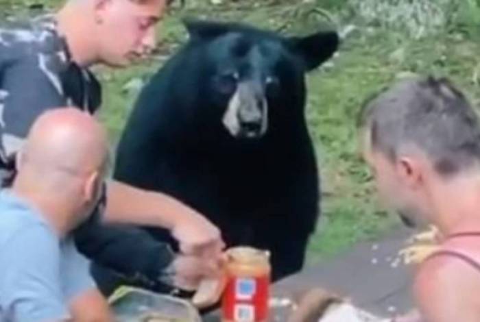 Urso se junta a um piquenique e come um sanduíche; assista