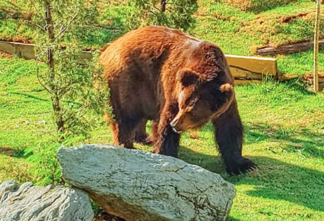 Urso Robinho (Foto: Prefeitura de Goiânia)