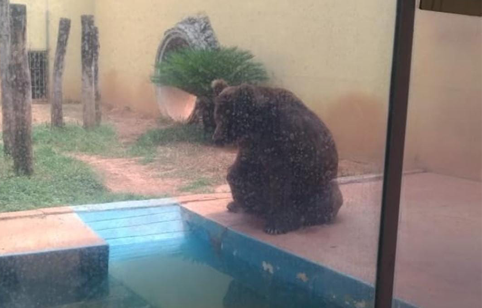 TJ concede liminar que liberta urso Robinho do Zoológico de Goiânia