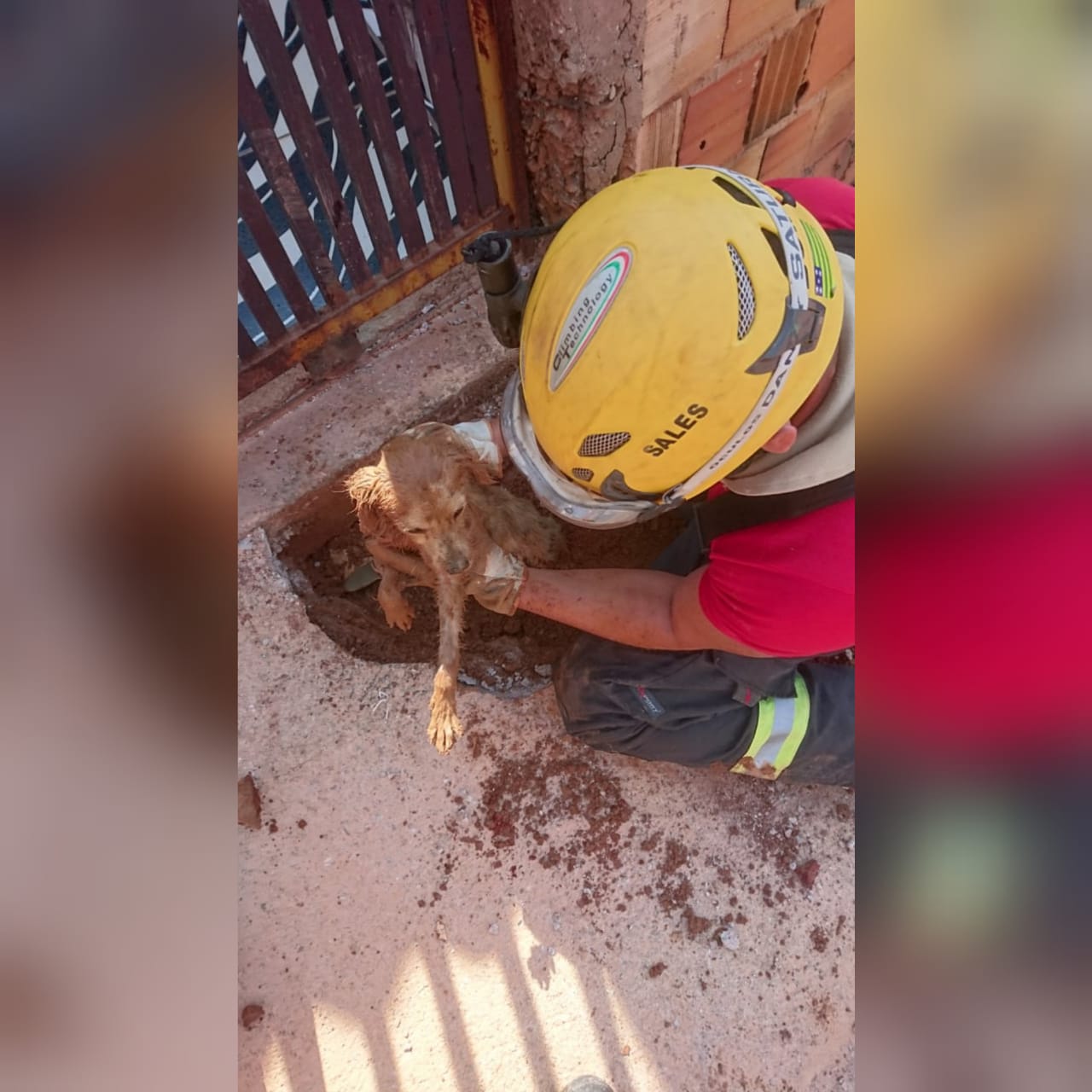 Um cão ficou preso na tubulação de um esgoto residencial em Águas Lindas de Goiás. Ele foi resgatado e não ficou ferido. (Foto: divulgação/Corpo de Bombeiros)