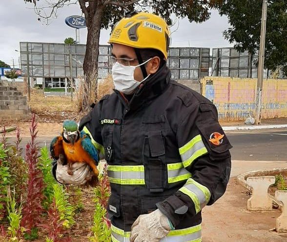 Bombeiros resgatam filhote de arara Canindé que caiu do ninho, em Caldas Novas