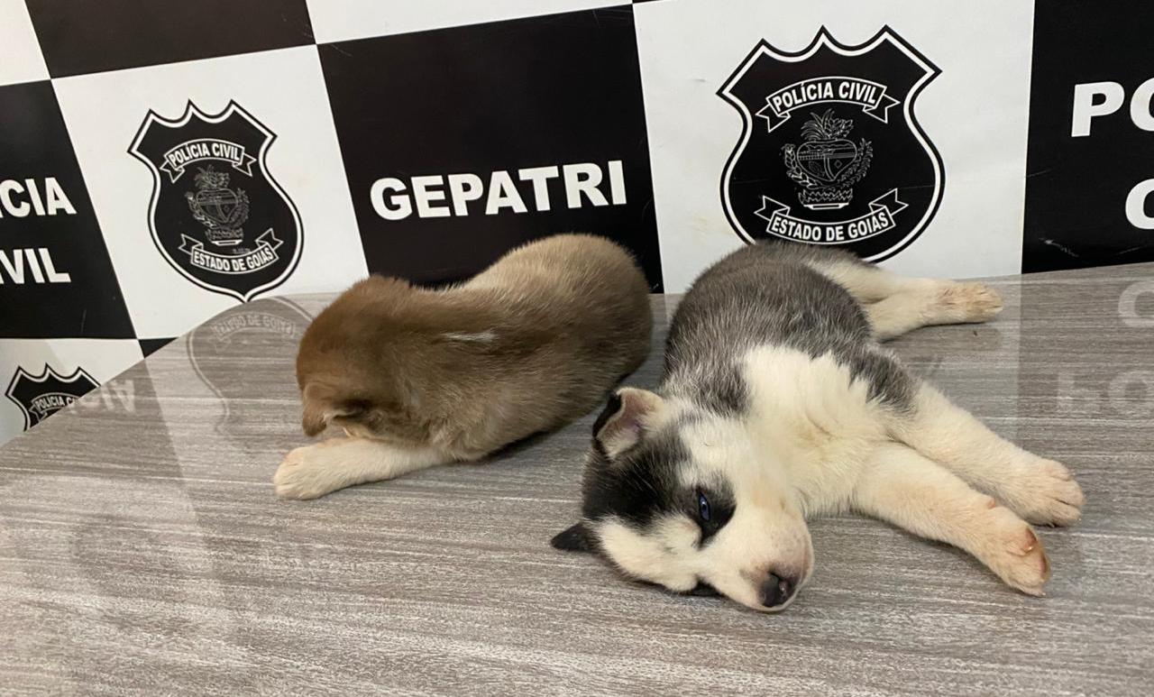 Polícia recupera filhotes de Husky Siberiano que foram furtados em Itumbiara