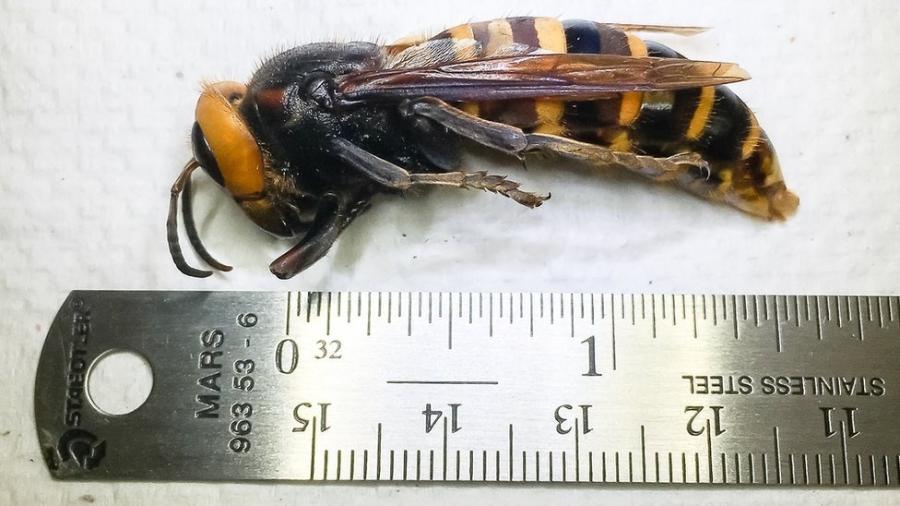 Depois de meses de esforços e de mais de mil armadilhas espalhadas pela região noroeste dos Estados Unidos captaram "vespas assassinas"(Foto: divulgação)
