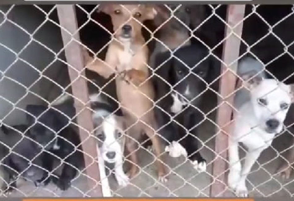 Abrigo registra morte de 5 cães; suspeita é de ataque e envenenamento