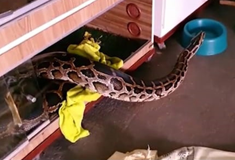 Homem criava cobra de 8 metros e 80 kg em Águas Lindas de Goiás