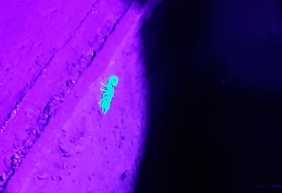 Centro de Zoonoses de Goiânia desenvolve aparelho que deixa escorpiões “brilhando”, facilitando a captura