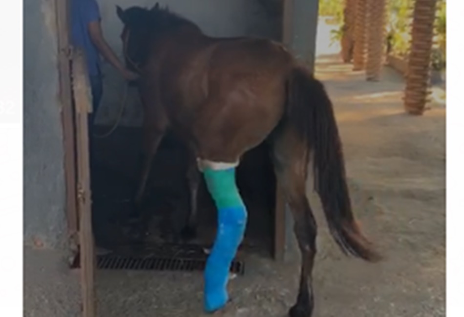 Égua salva por agente de trânsito se recupera após cirurgia
