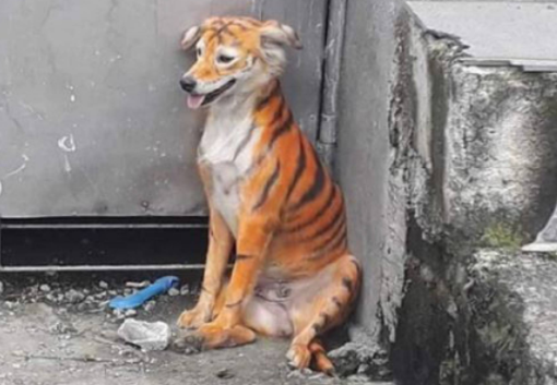 "Sem noção" desconhecido pinta cachorro para parecer tigre