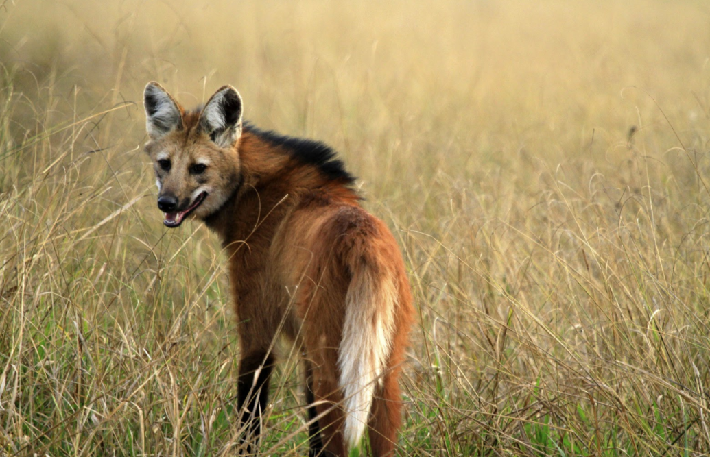 Lobo-Guará vai estampar a nova nota. Cédula oficial será divulgada na quarta (2), quando entrará em circulação (Foto: reprodução/Fernando Lara/Fauna e Flora Documentários)