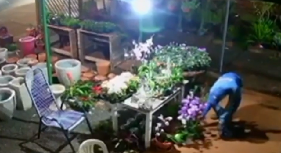 Homem é preso depois de furtar orquídeas para trocar por cocaína, em Rio Verde