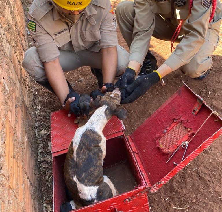 Uma equipe do Corpo de Bombeiros resgatou uma cadela e sete filhotes que caíram em uma fossa residencial, em Rio Verde. (Foto: divulgação/Corpo de Bombeiros)