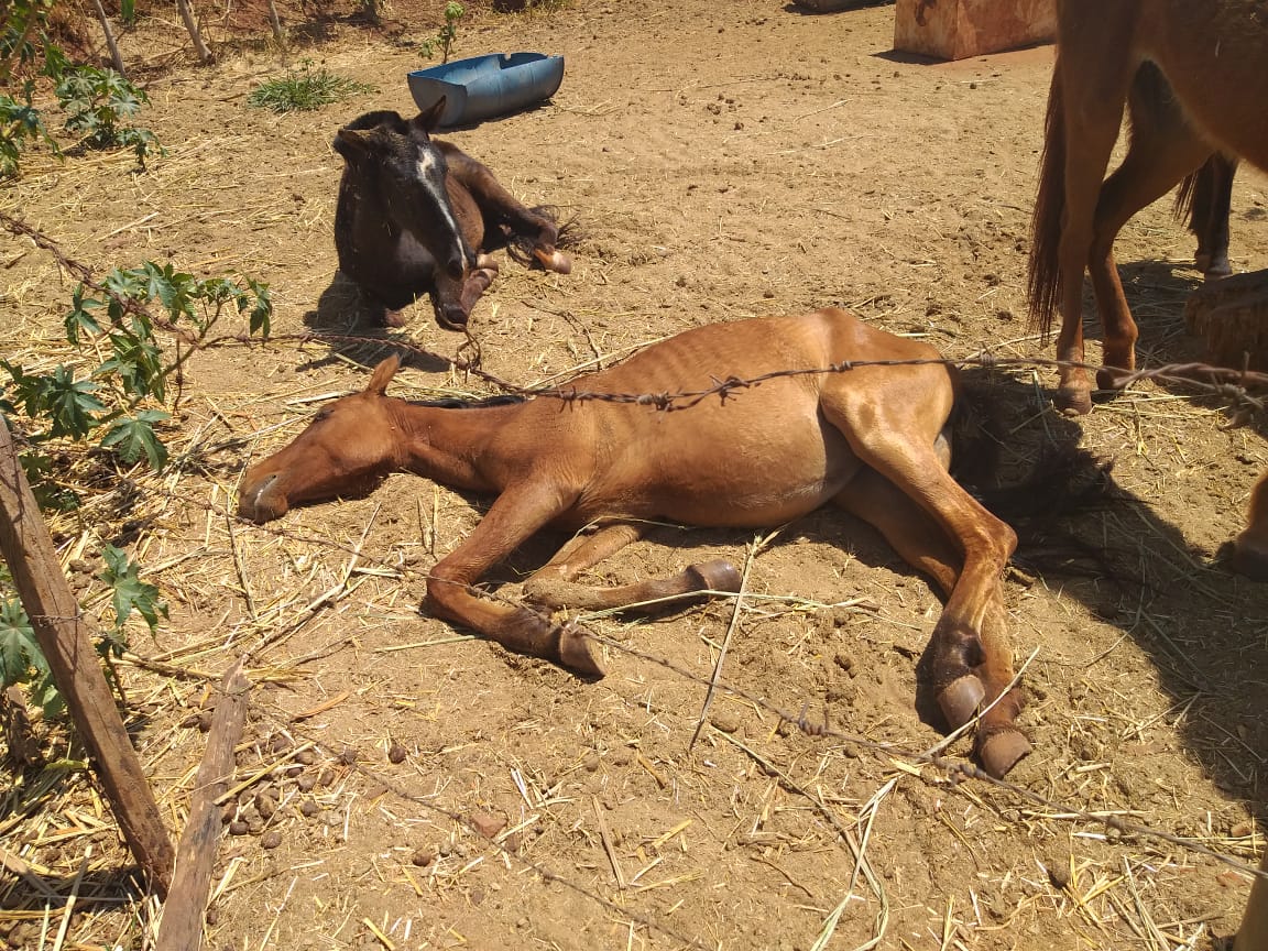 11 cavalos são resgatados em condições de maus-tratos em Piracanjuba