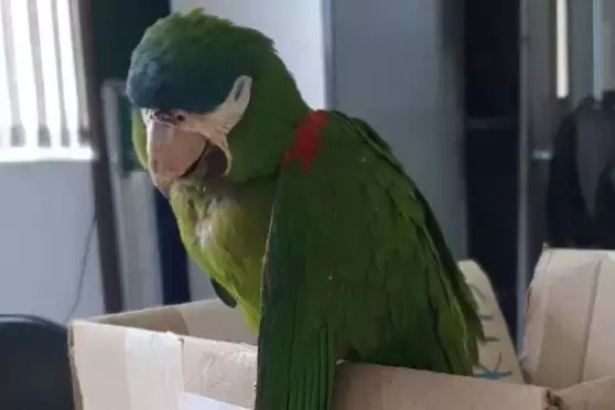 Papagaio leva choque e é reanimado com massagem cardíaca; vídeo