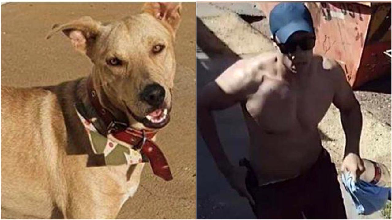 Homem diz que matou cachorro a tiros em Anápolis 'para se defender'; vídeo