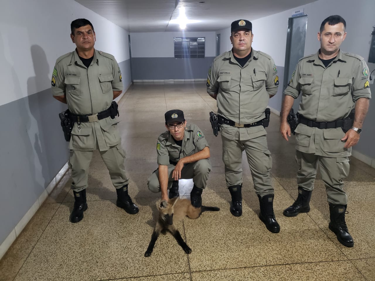 Em Rubiataba, polícia encontra filhote de lobo-guará