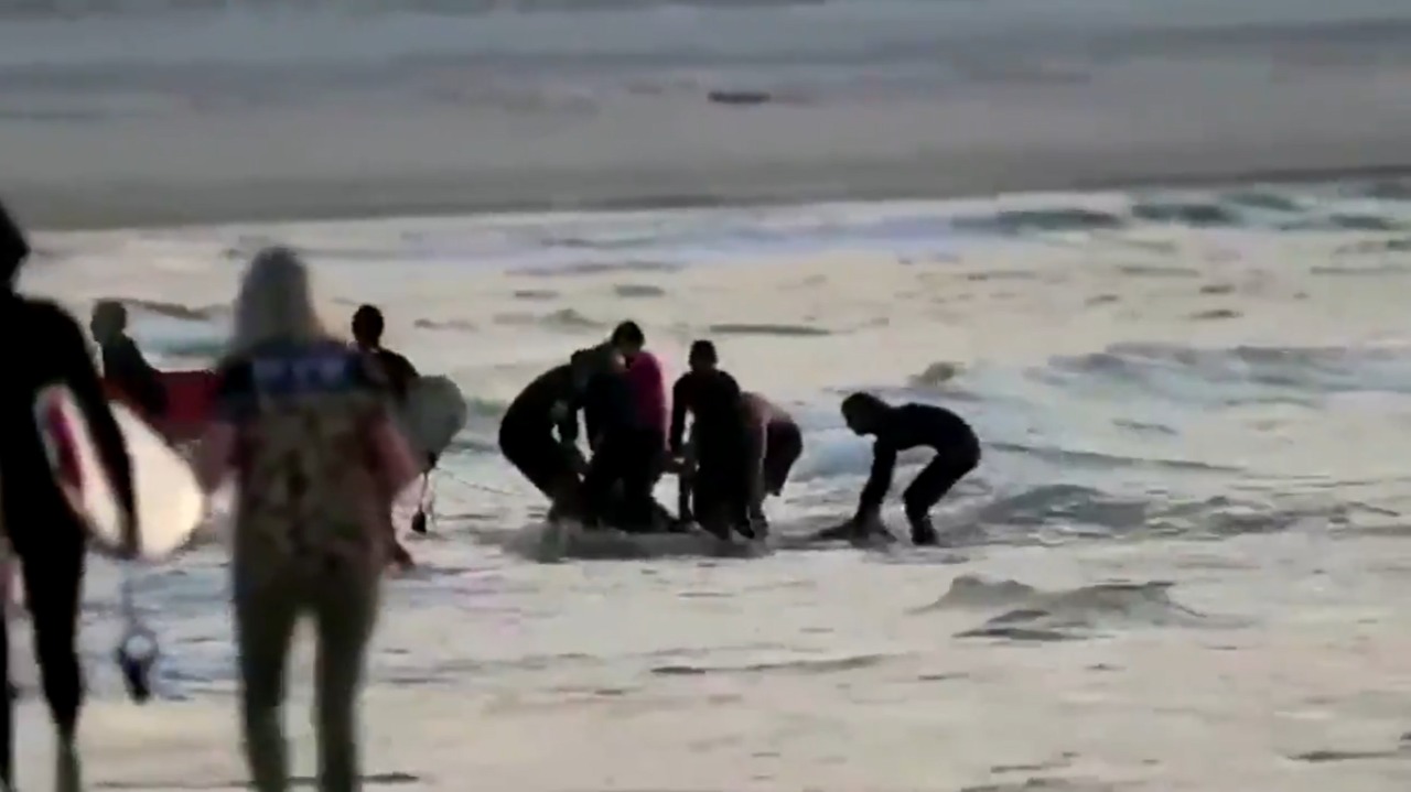 Tubarão mata surfista na Austrália após romper rede de proteção