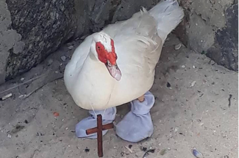 Pato com meia e crucifixo é resgatado na Praia da Macumba - Ascom Vigilância Sanitária