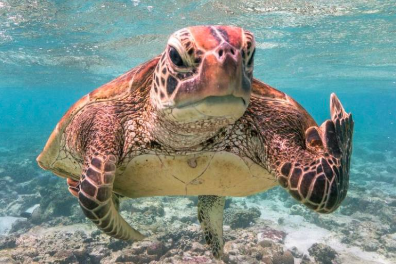 Foto feita por Mark Fitzpatrick é a vencedora da premiação - @comedywildlifephoto