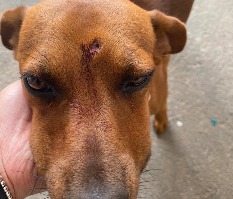 Polícia prende suspeito de atirar na cabeça de um cachorro, em Goiânia