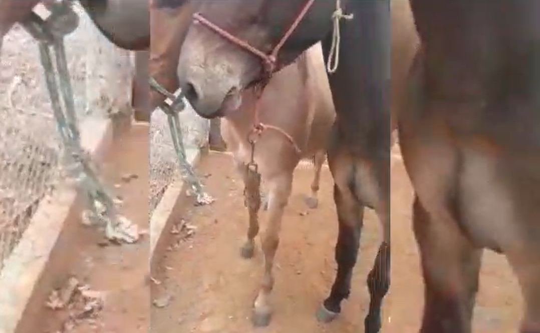 Vídeo mostra dois cavalos em situação de maus-tratos em Piracanjuba