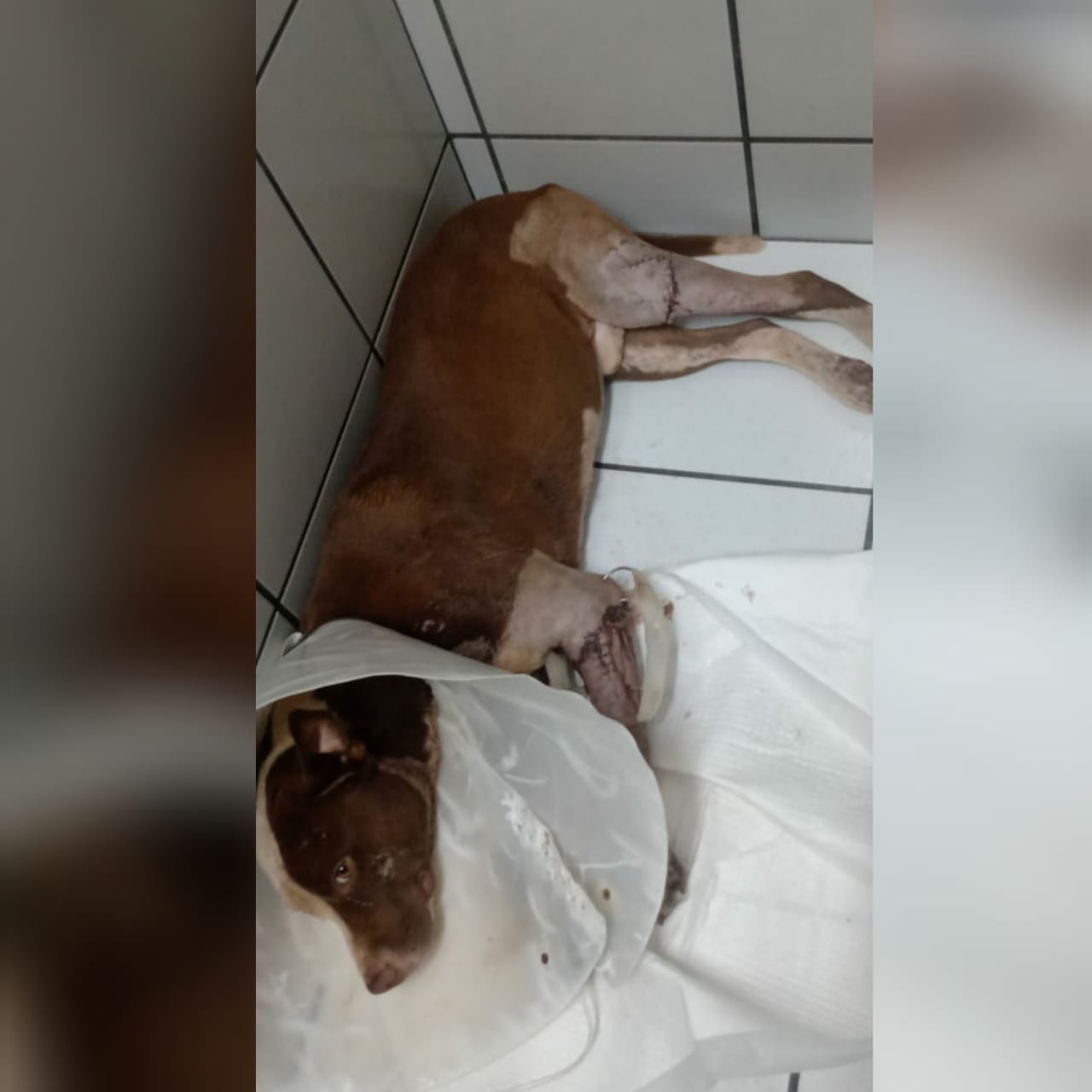 Uma mulher de 32 anos denunciou que o cão dela teve as pernas cortadas por um vizinho, em Senador Canedo. (Foto: arquivo pessoal)
