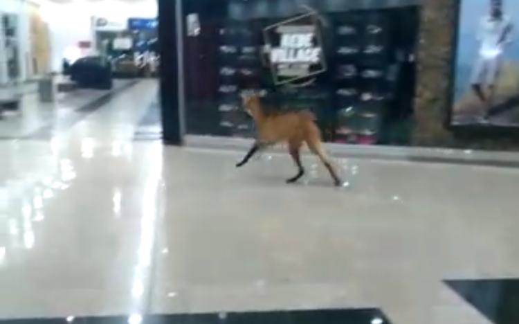 Lobo-guará é flagrado em shopping de Jataí; assista ao vídeo