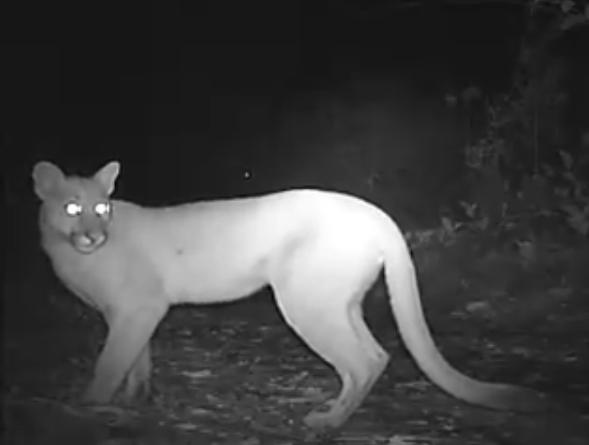 Onça-parda é filmada em fazenda de Aruanã; assista