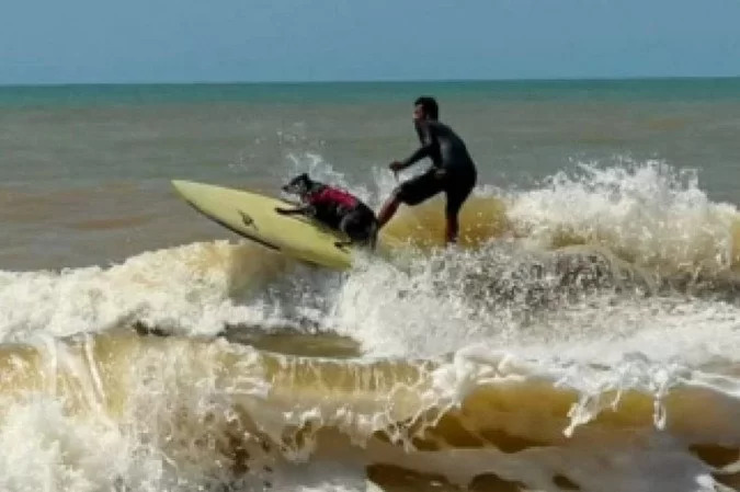 1º campeonato virtual de surf canino do Brasil acontece em novembro